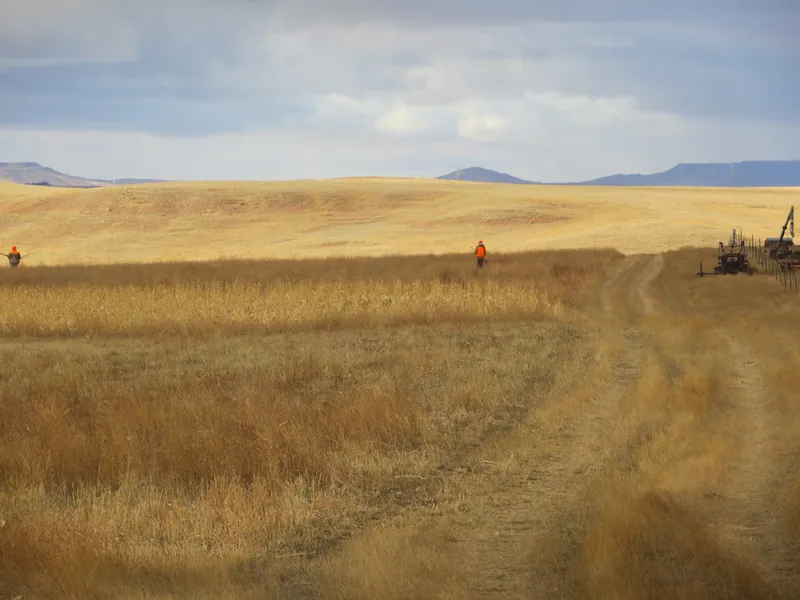 Hunting party FH from Washington – 2020 wild pheasant hunt in North Dakota