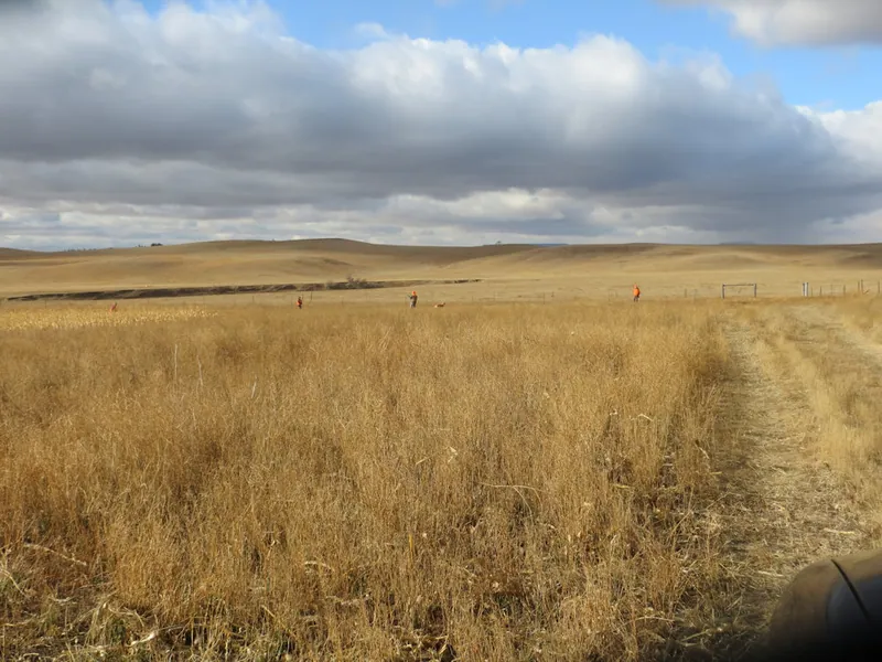 Hunting party FH from Washington – 2020 wild pheasant hunt in North Dakota