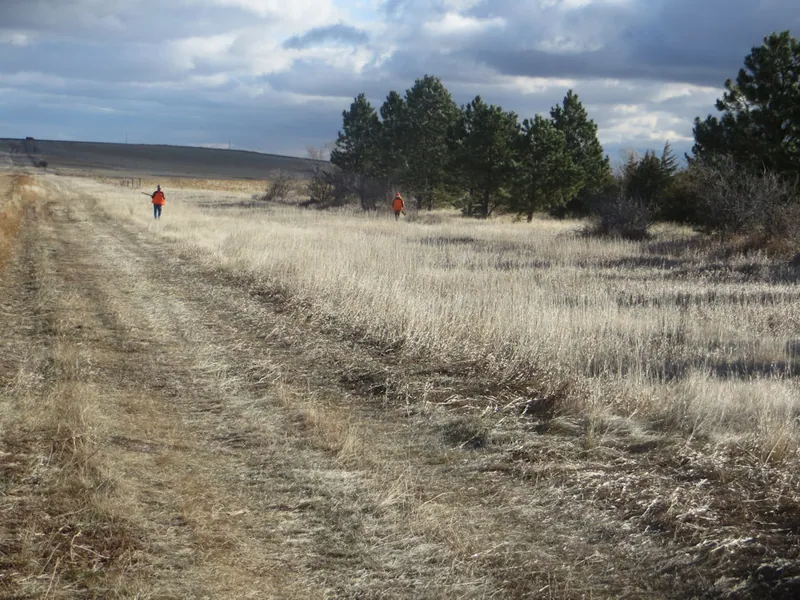 Hunting party FH from Washington – 2020 wild pheasant hunt in North Dakota