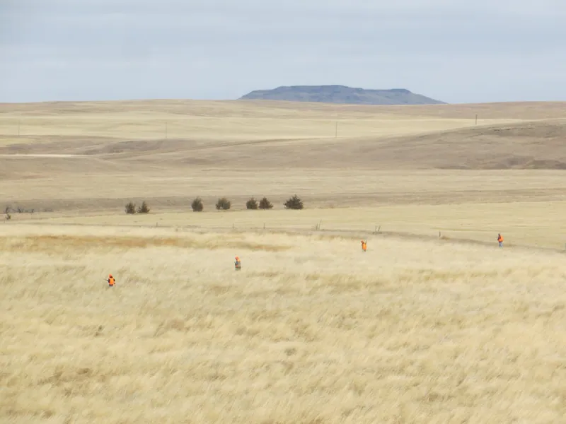 Hunting party FH from Washington – 2020 wild pheasant hunt in North Dakota