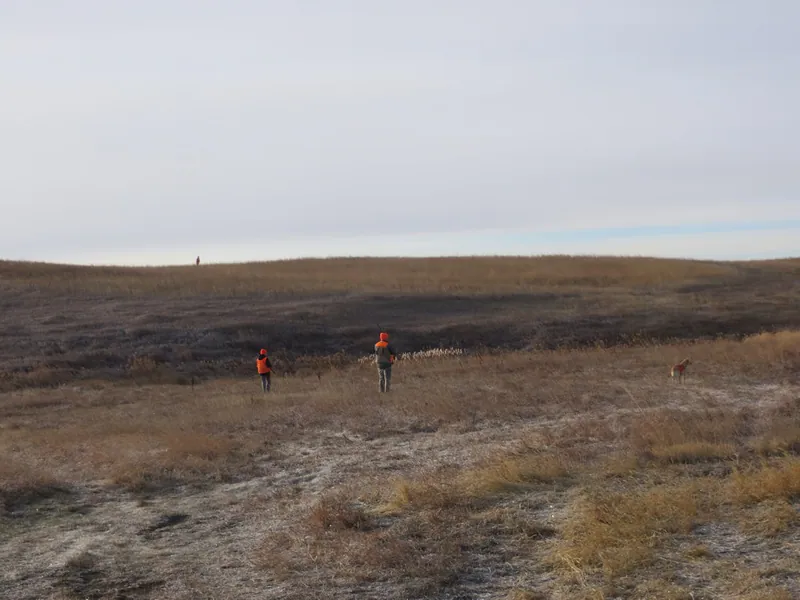 Hunting party FH from Washington – 2020 wild pheasant hunt in North Dakota