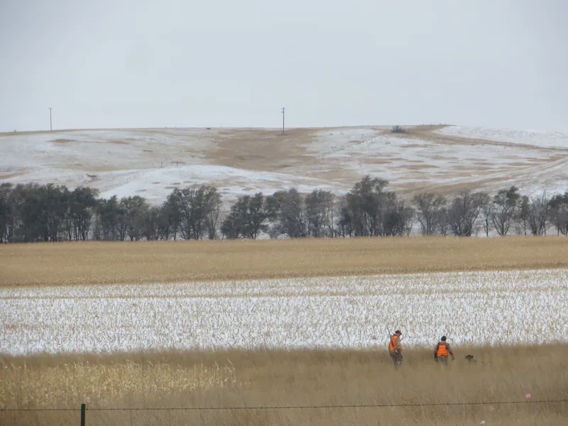 Hunting party JY from Wisconsin – 2020 wild pheasant hunt in North Dakota