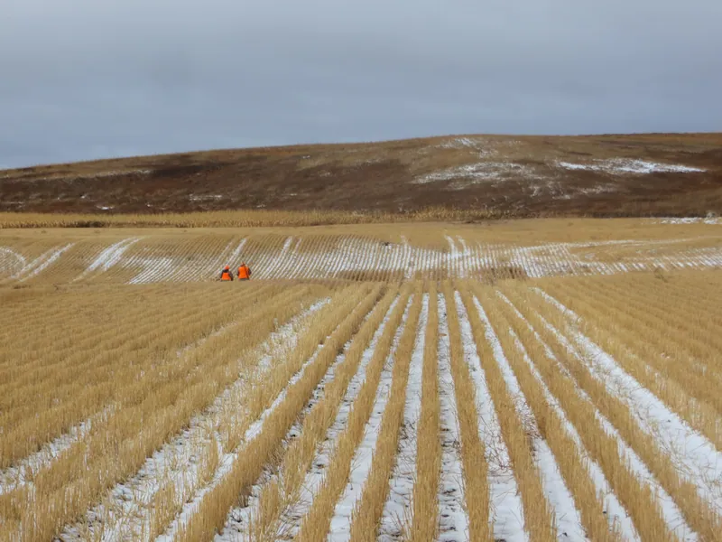 Hunting party JY from Wisconsin – 2020 wild pheasant hunt in North Dakota