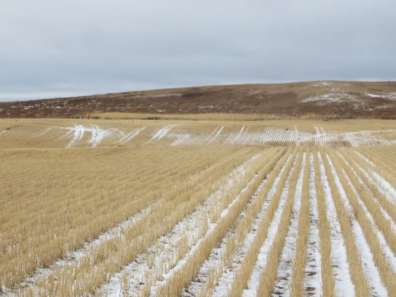 Hunting party JY from Wisconsin – 2020 wild pheasant hunt in North Dakota
