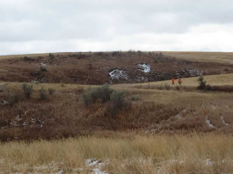 Hunting party JY from Wisconsin – 2020 wild pheasant hunt in North Dakota