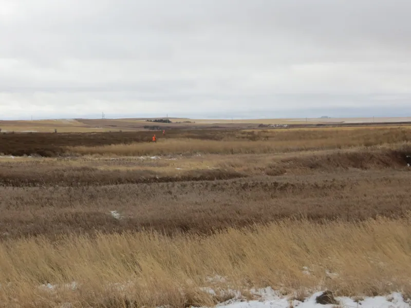 Hunting party JY from Wisconsin – 2020 wild pheasant hunt in North Dakota