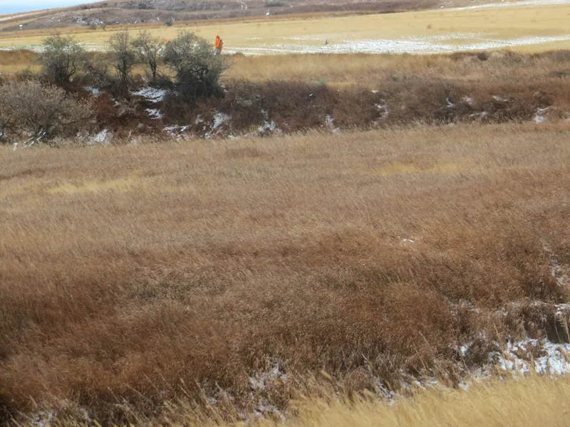 Hunting party JY from Wisconsin – 2020 wild pheasant hunt in North Dakota