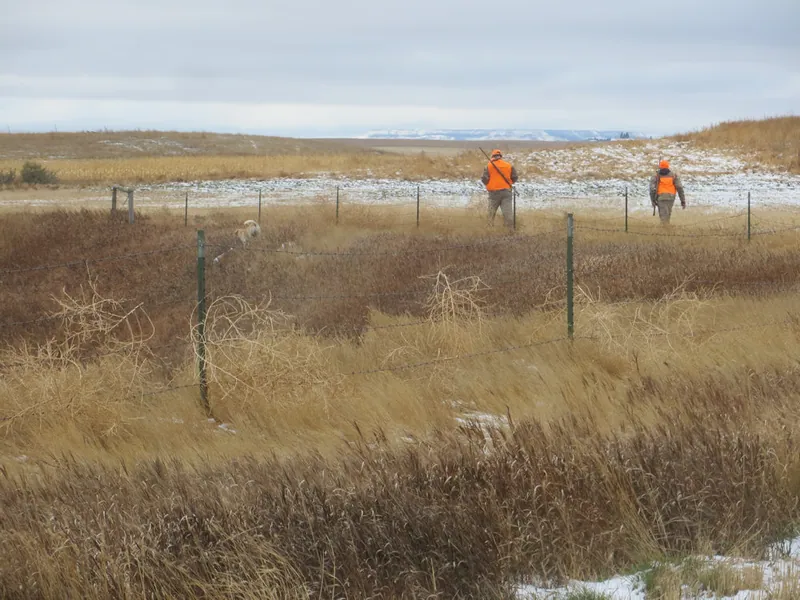 Hunting party JY from Wisconsin – 2020 wild pheasant hunt in North Dakota