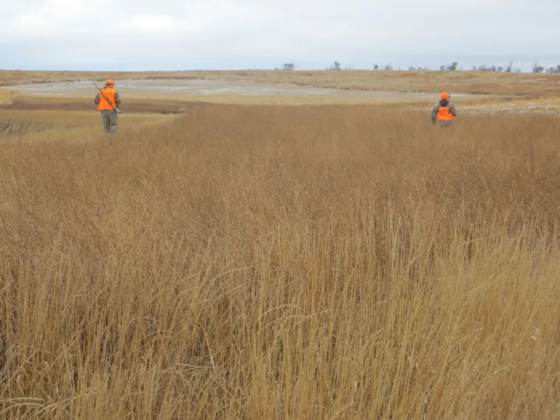Hunting party JY from Wisconsin – 2020 wild pheasant hunt in North Dakota