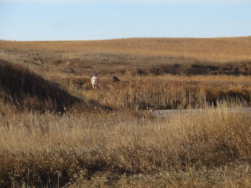 Hunting party JY from Montana – 2020 wild pheasant hunt in North Dakota