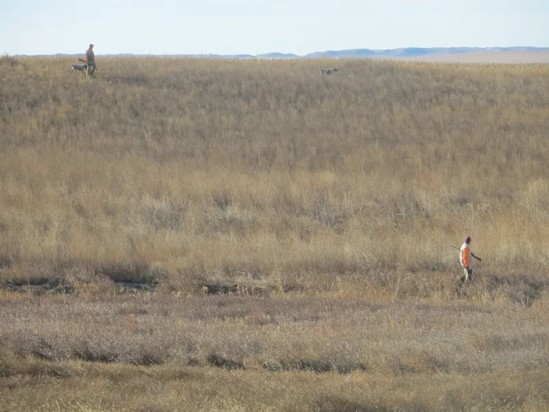 Hunting party JY from Montana – 2020 wild pheasant hunt in North Dakota
