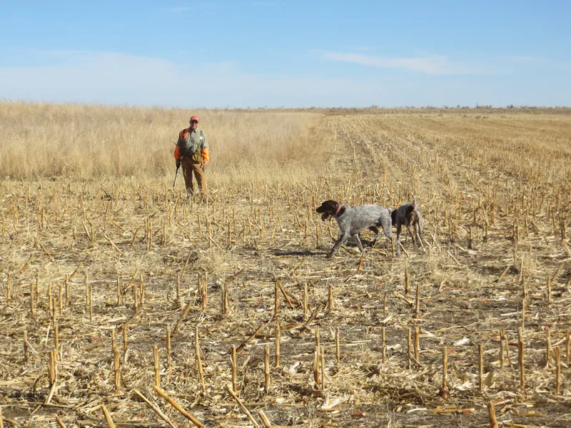 Hunting party JY from Montana – 2020 wild pheasant hunt in North Dakota