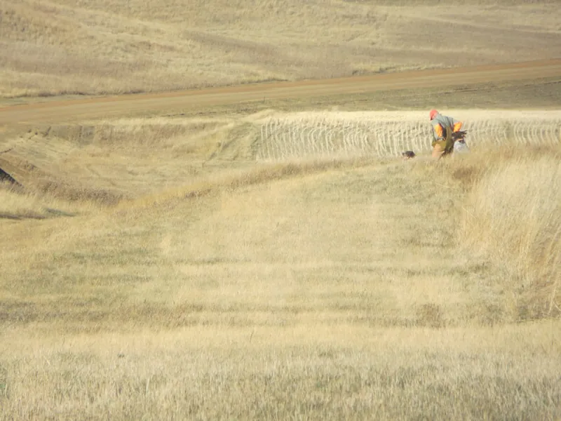 Hunting party JY from Montana – 2020 wild pheasant hunt in North Dakota
