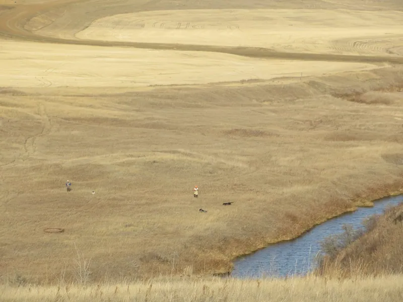 Hunting party JY from Montana – 2020 wild pheasant hunt in North Dakota