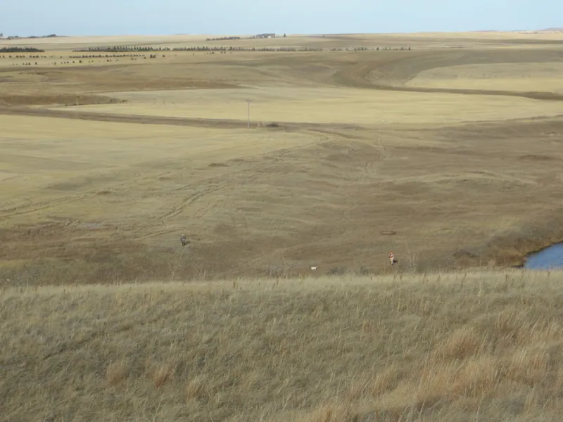Hunting party JY from Montana – 2020 wild pheasant hunt in North Dakota
