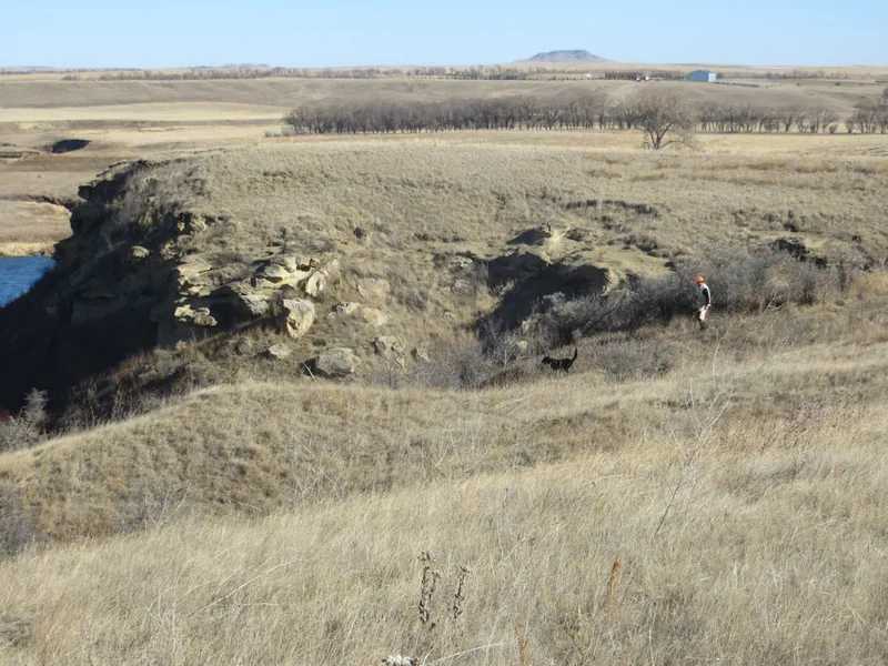 Hunting party JY from Montana – 2020 wild pheasant hunt in North Dakota