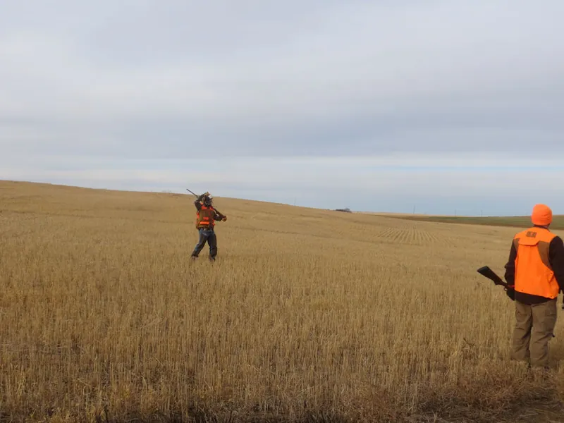 Hunting party MO from North Dakota – 2020 wild pheasant hunt in North Dakota