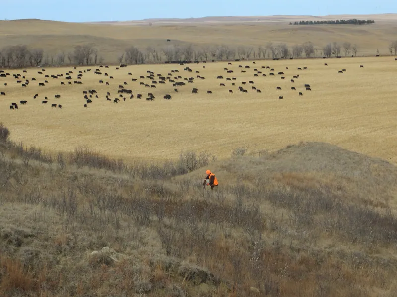 Hunting party MO from North Dakota – 2020 wild pheasant hunt in North Dakota