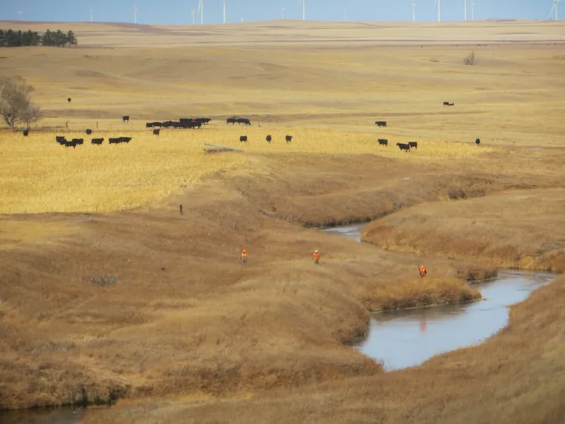 Hunting party MO from North Dakota – 2020 wild pheasant hunt in North Dakota