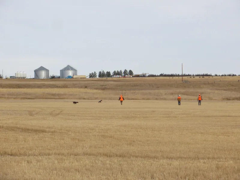 Hunting party MO from North Dakota – 2020 wild pheasant hunt in North Dakota