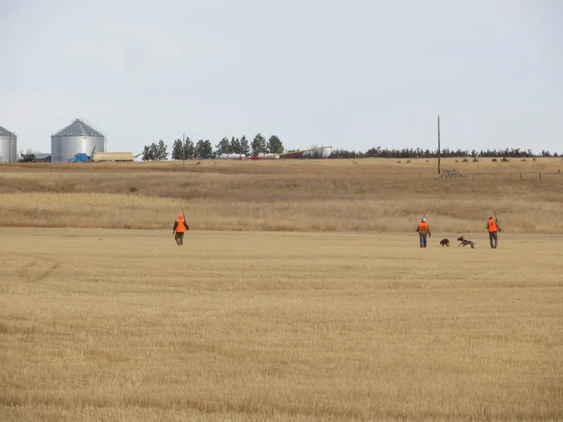 Hunting party MO from North Dakota – 2020 wild pheasant hunt in North Dakota