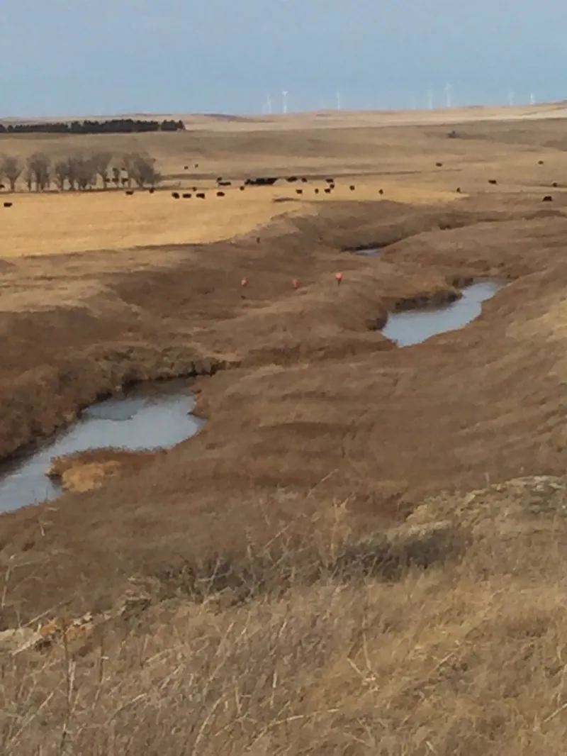 Hunting party MO from North Dakota – 2020 wild pheasant hunt in North Dakota