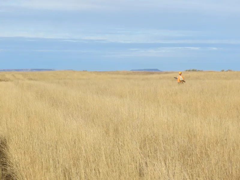 Hunting party SK from Montana – 2020 wild pheasant hunt in North Dakota
