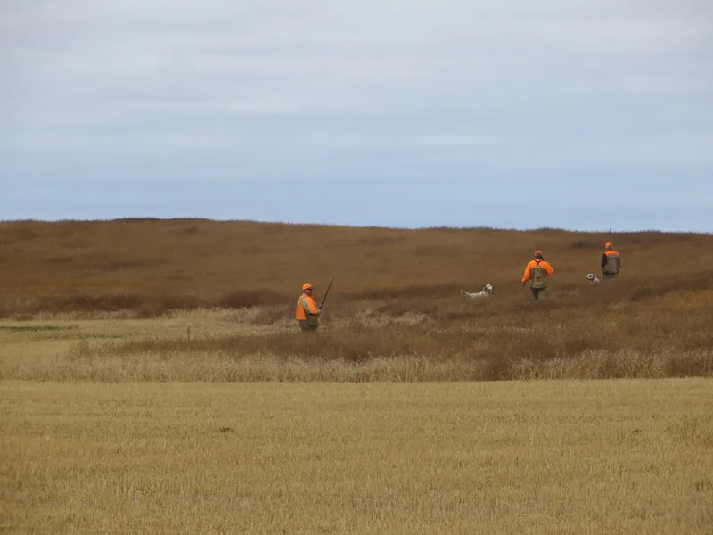 Hunting party SK from Montana – 2020 wild pheasant hunt in North Dakota