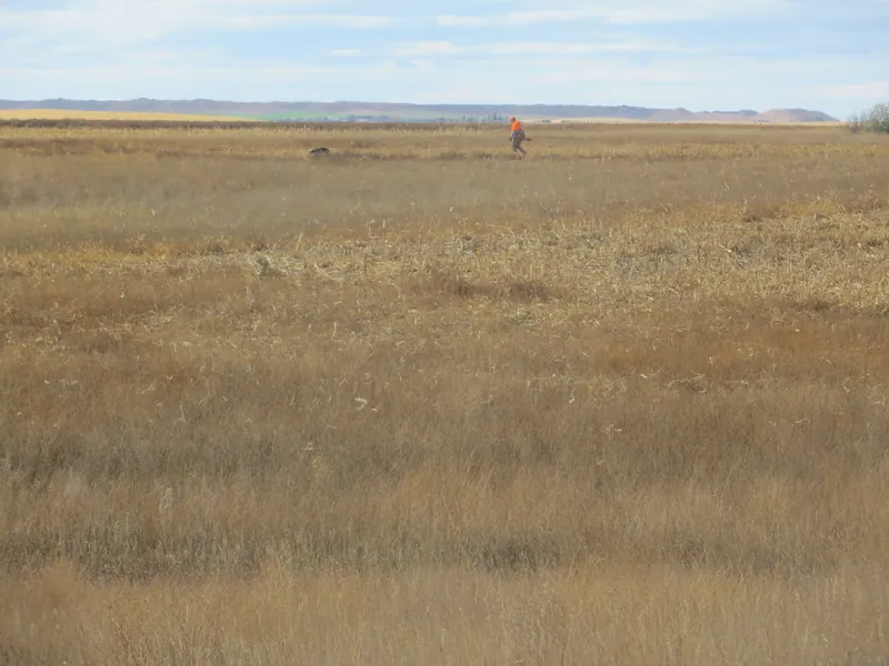 Hunting party SK from Montana – 2020 wild pheasant hunt in North Dakota