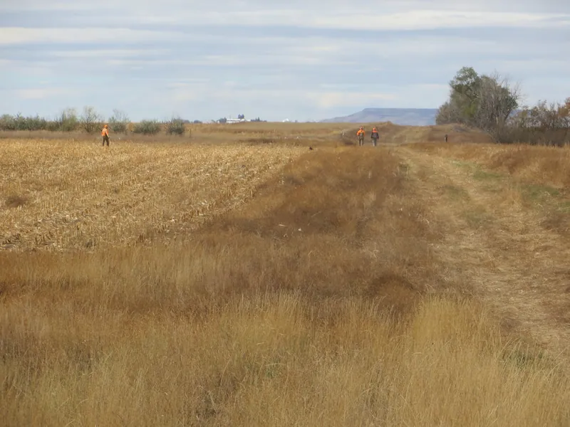 Hunting party SK from Montana – 2020 wild pheasant hunt in North Dakota