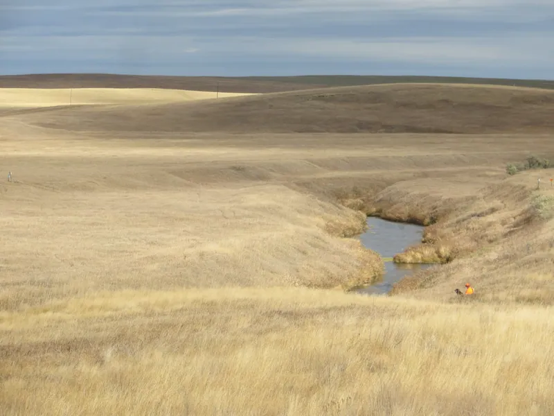 Hunting party SK from Montana – 2020 wild pheasant hunt in North Dakota