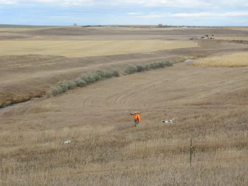 Hunting party SK from Montana – 2020 wild pheasant hunt in North Dakota