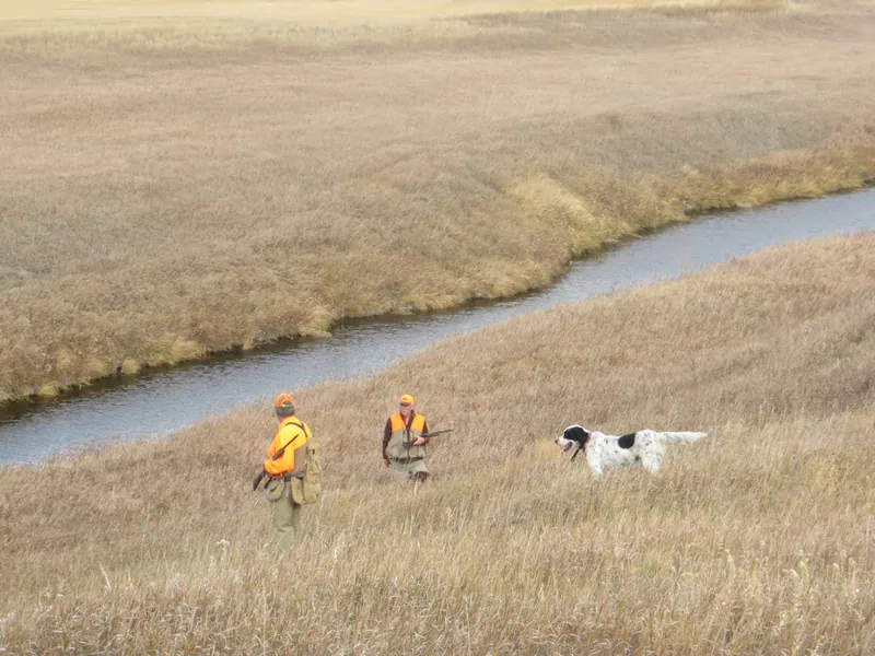 Hunting party SK from Montana – 2020 wild pheasant hunt in North Dakota