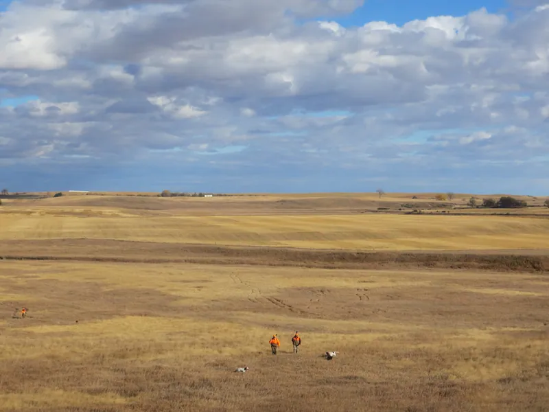 Hunting party SK from Montana – 2020 wild pheasant hunt in North Dakota