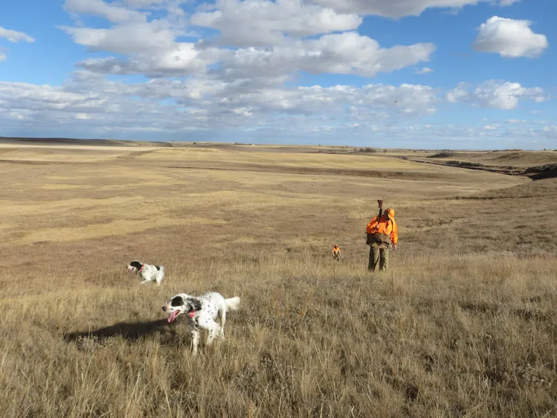 Hunting party SK from Montana – 2020 wild pheasant hunt in North Dakota