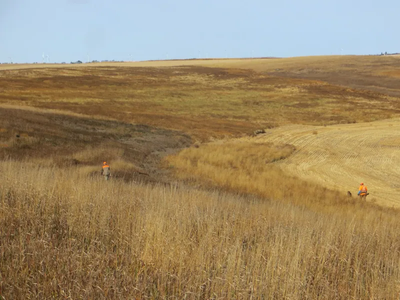 Hunting party SK from Montana – 2020 wild pheasant hunt in North Dakota