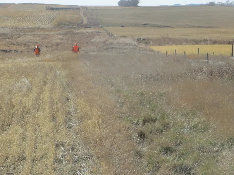 Hunting party TA from Montana – 2020 wild pheasant hunt in North Dakota