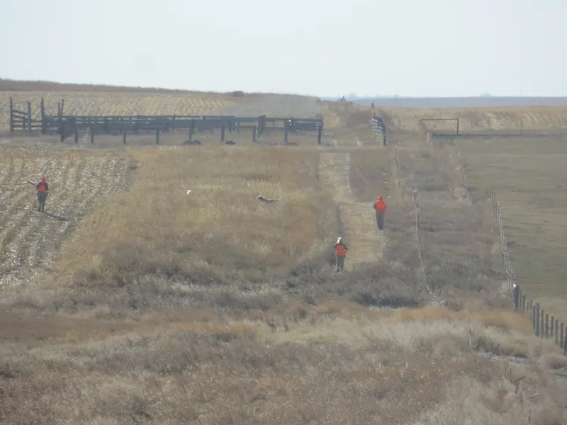 Hunting party TA from Montana – 2020 wild pheasant hunt in North Dakota