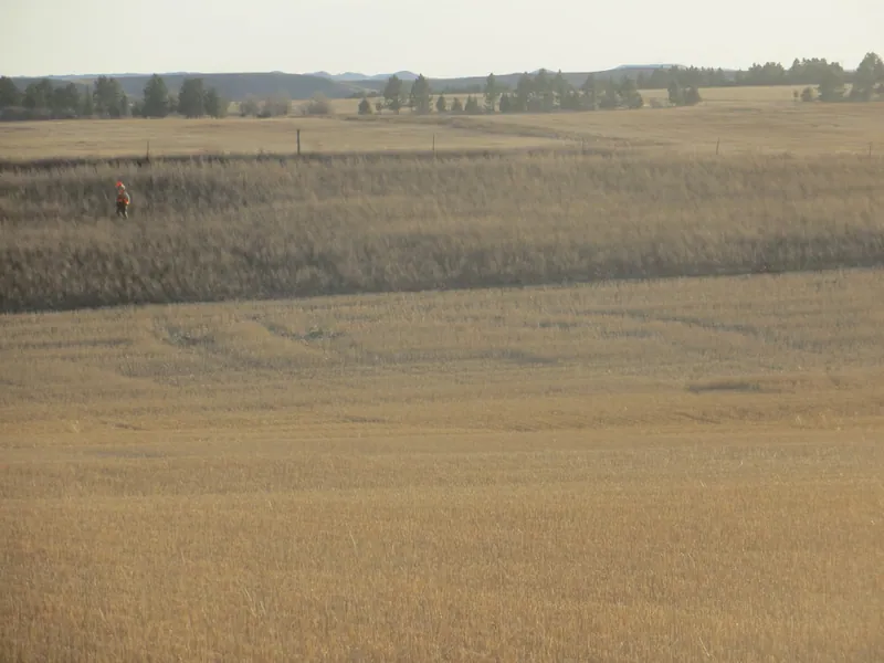 Hunting party TA from Montana – 2020 wild pheasant hunt in North Dakota