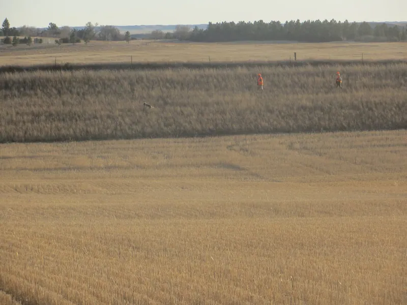 Hunting party TA from Montana – 2020 wild pheasant hunt in North Dakota