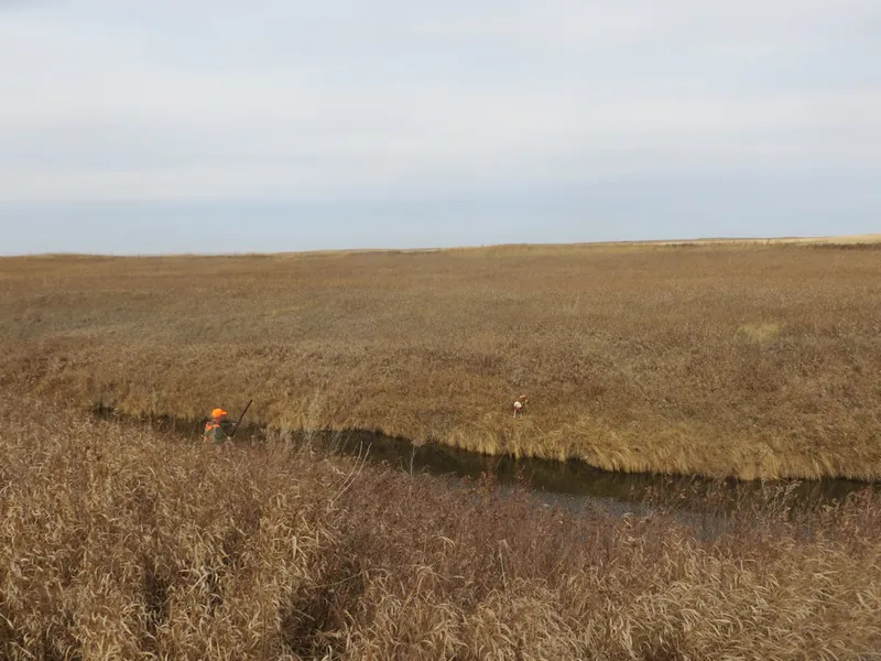 Hunting party TA from Montana – 2020 wild pheasant hunt in North Dakota