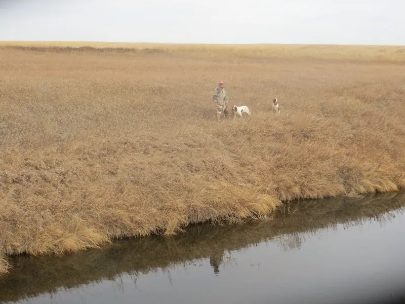 Hunting party TA from Montana – 2020 wild pheasant hunt in North Dakota