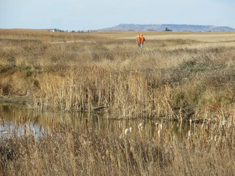 Hunting party TA from Montana – 2020 wild pheasant hunt in North Dakota