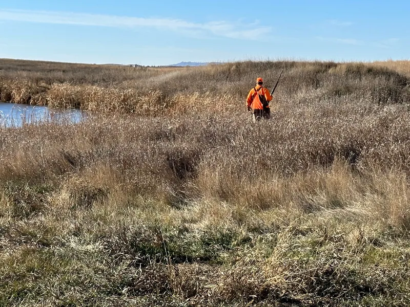 Hunting party BZ from Washington – 2023 wild pheasant hunt in North Dakota