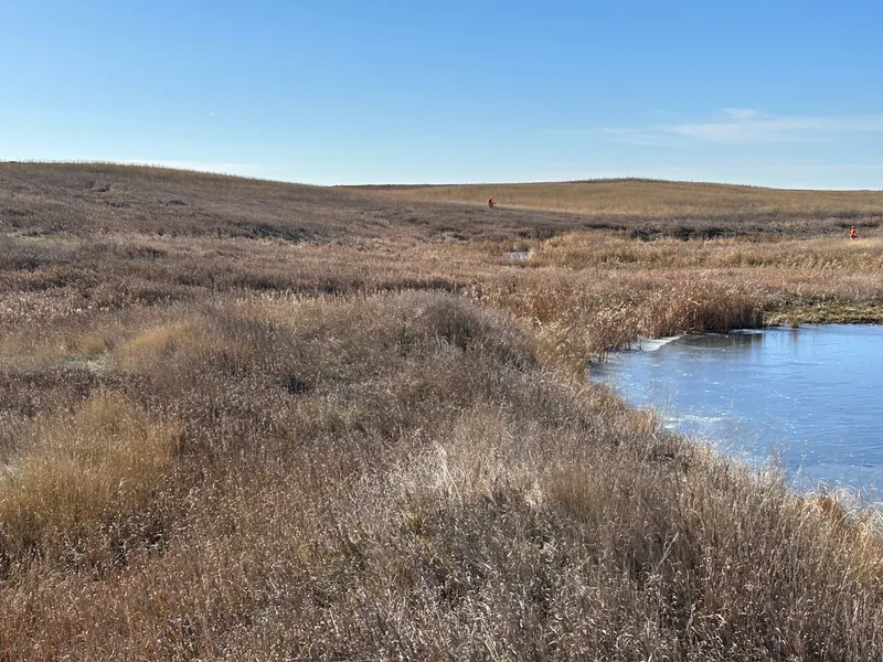 2023 wild pheasant hunt at K Pheasant Hunting, North Dakota (photo 12)