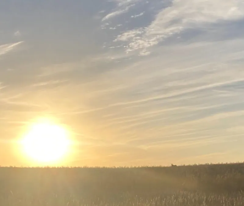 Wild pheasants and wildlife on our North Dakota farm