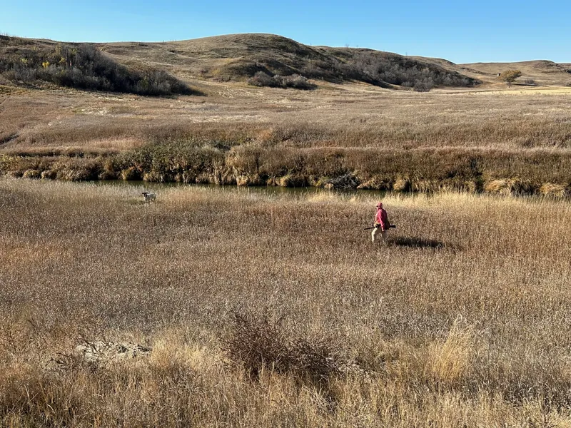 Hunting party RB from Washington – 2023 wild pheasant hunt in North Dakota