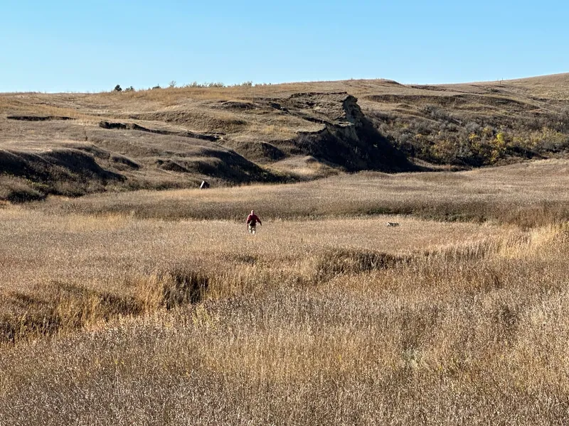 Hunting party RB from Washington – 2023 wild pheasant hunt in North Dakota