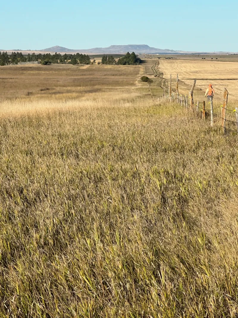 Hunting party SK from Montana – 2023 wild pheasant hunt in North Dakota