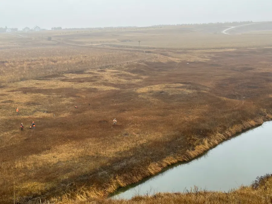 Hunters and bird dogs working a prairie creek bottom on the farm